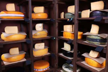 farklı peynir çeşitleri.