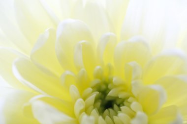 güzel bej krizantem