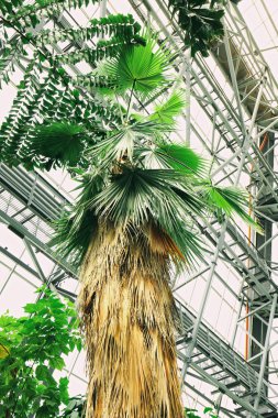 palmiye ağacı bahçede