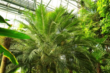 Yeşil palmiye yaprakları 