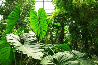 Yeşil palmiye yaprakları