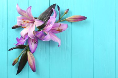 Arka plan üzerinde güzel zambak