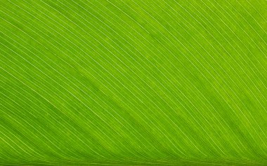 yaprak yeşil arka plan 