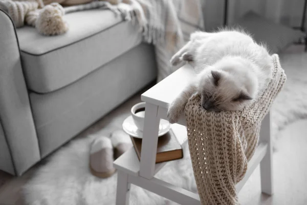 Colore punto gatto con sciarpa sdraiato sulla sedia bianca — Foto Stock