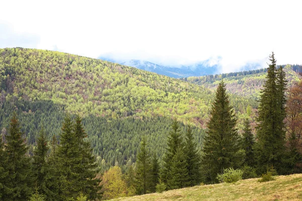 Foresta sulle pendici della montagna — Foto Stock