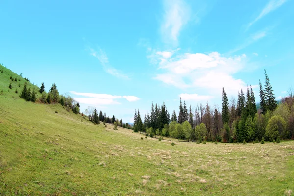 Bosque en laderas de montaña —  Fotos de Stock