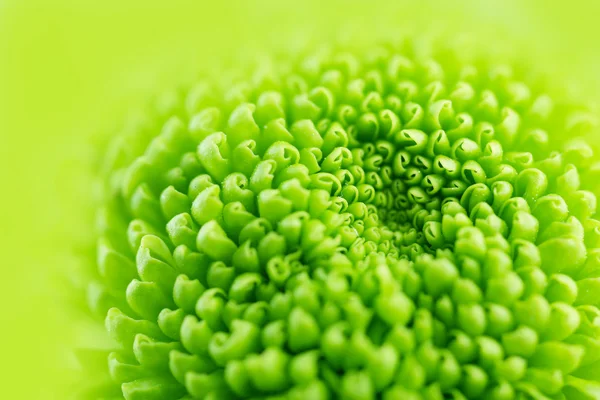 Belo crisântemo verde — Fotografia de Stock