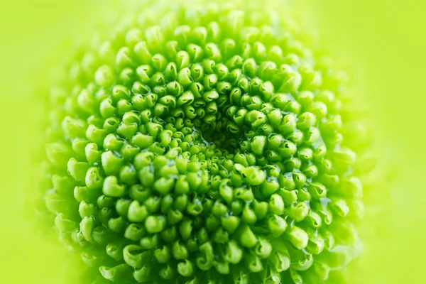 Beautiful green chrysanthemum — Stock Photo, Image