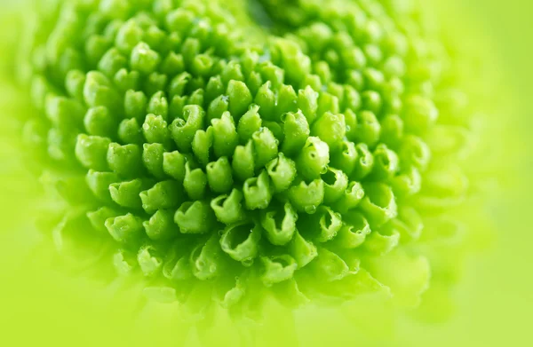 Hermoso crisantemo verde —  Fotos de Stock