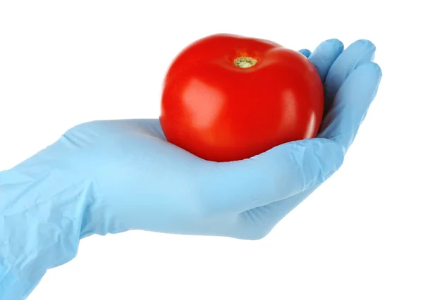 Ruku v modré rukavice drží rajče — Stock fotografie