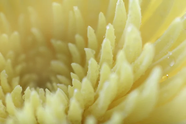 Beautiful beige chrysanthemum — Stock Photo, Image