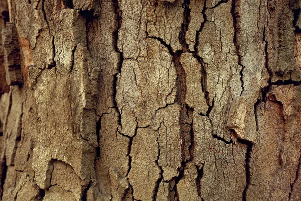 껍질 나무 질감 — 스톡 사진
