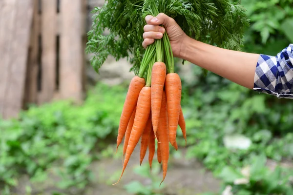 Mujer sosteniendo zanahorias — Foto de Stock