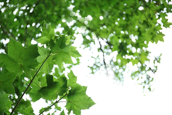 Branches vertes sur blanc — Photo