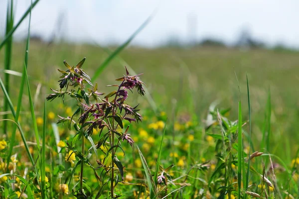 Fiore di prato selvatico — Foto Stock