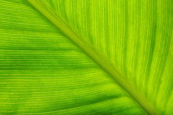 Green leaf background — Stock Photo, Image