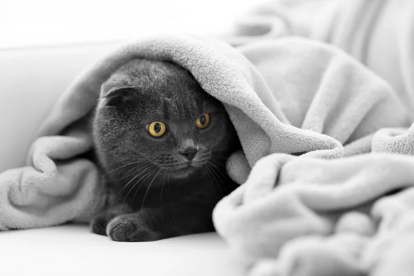 Lindo gato gris — Foto de Stock