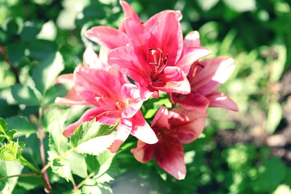 Schöne Lilien auf dem Hintergrund — Stockfoto