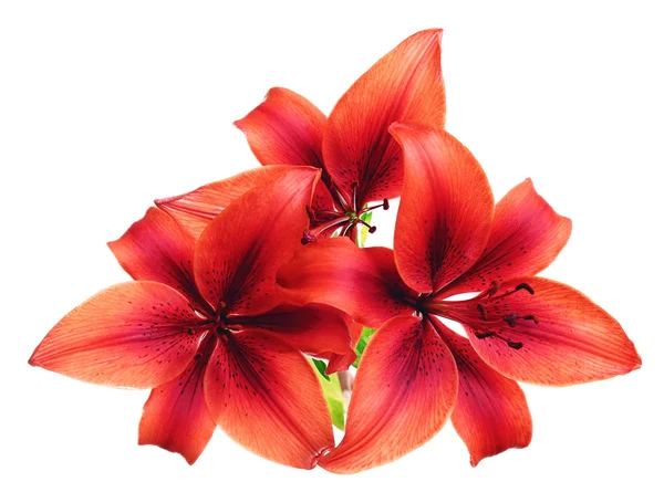 Beautiful lilies isolated — Stock Photo, Image