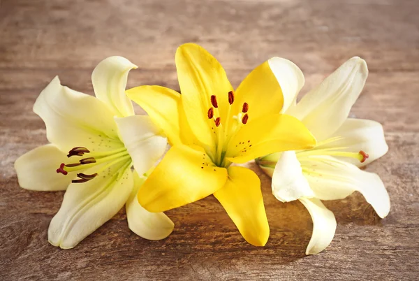 Beautiful lilies on background — Stock Photo, Image