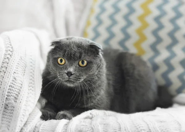 Lindo gato gris — Foto de Stock