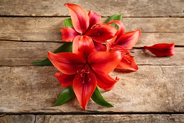 Beautiful lilies on background — Stock Photo, Image