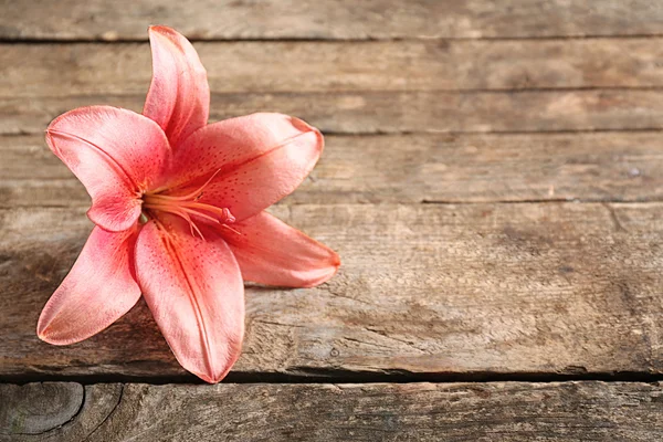 Beautiful lily on background — Stock Photo, Image