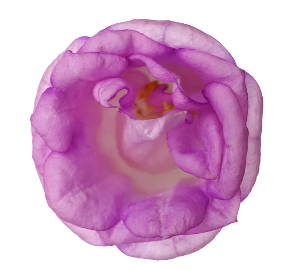 Schöne Eustoma-Blume — Stockfoto