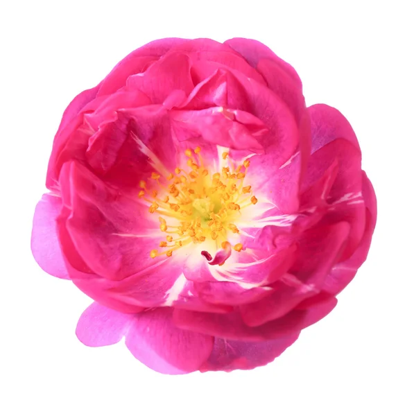 Rosa de chá colorido bonito — Fotografia de Stock