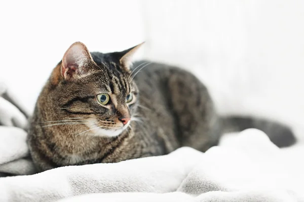 Şirin Gri kedi — Stok fotoğraf
