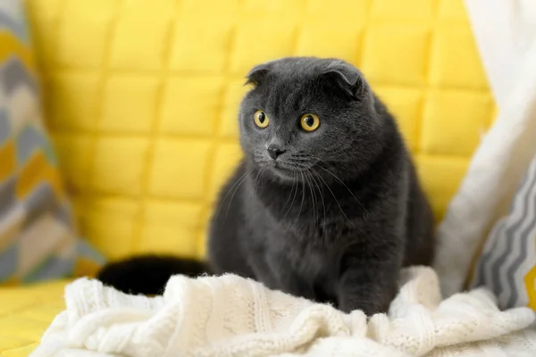 Cute grey cat — Stock Photo, Image