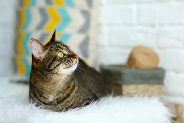 Cute grey cat — Stock Photo, Image