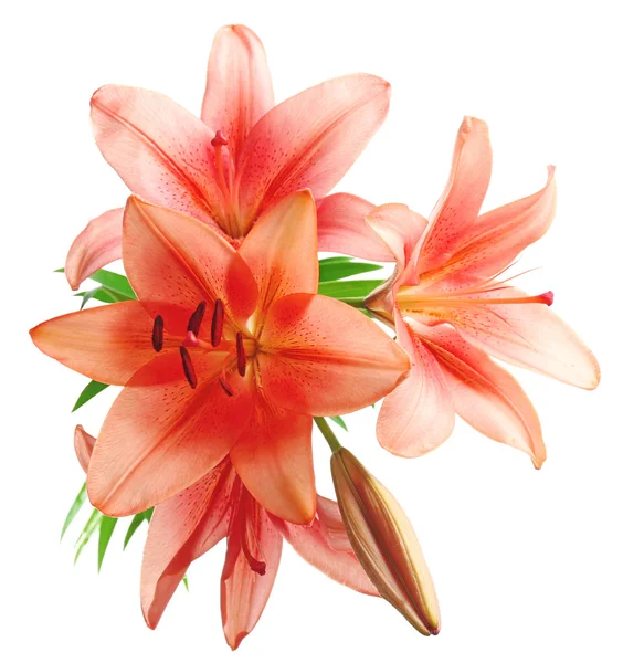 Beautiful lilies on background — Stock Photo, Image