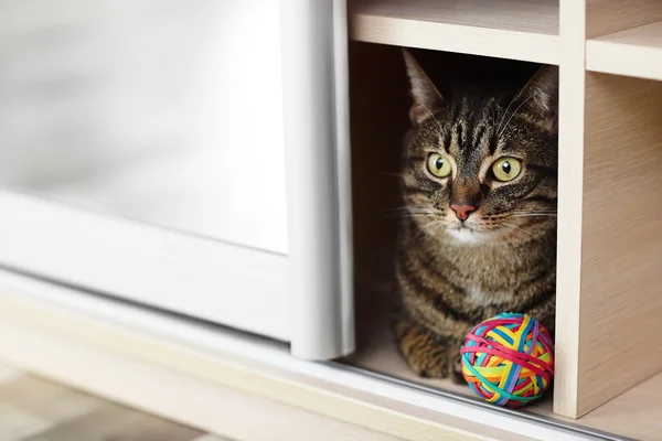 Lindo gato gris — Foto de Stock