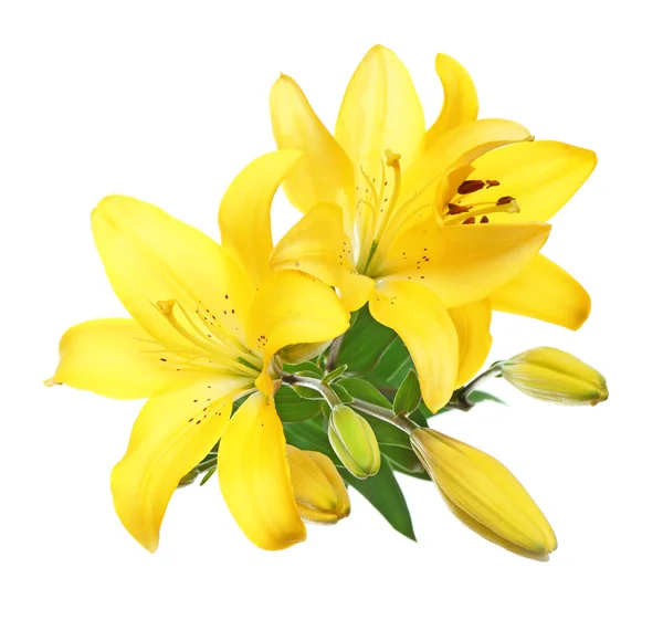 Beautiful lilies isolated — Stock Photo, Image