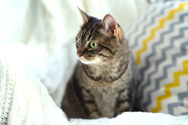 Schattig grijze kat — Stockfoto