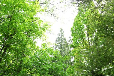 Ağaç seviyesinde, atışa üzerinde blue sky 