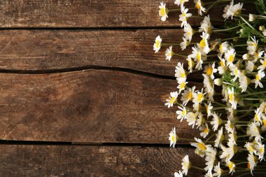 Brown'un taze chamomiles