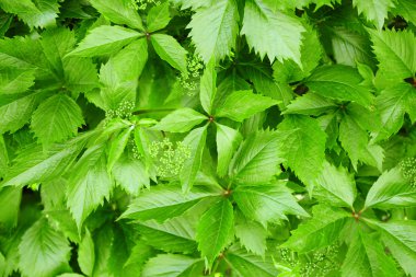 yeşil yapraklar doğa