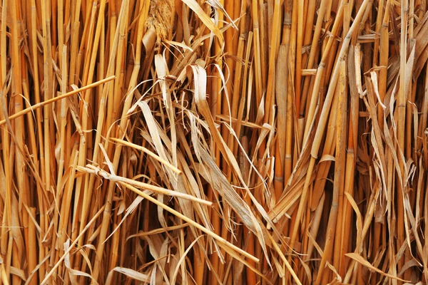 Hintergrund aus trockenem Stroh — Stockfoto