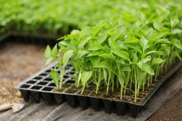 Plantas jovens em recipiente de plástico preto — Fotografia de Stock