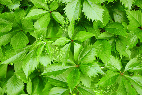 зеленые листья