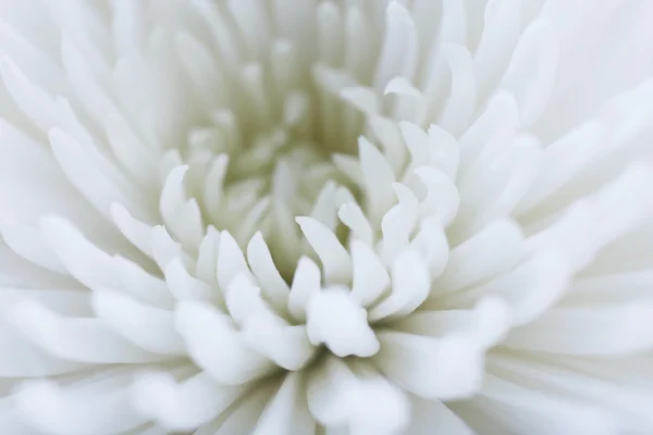 Güzel beyaz çiçek, portre. — Stok fotoğraf