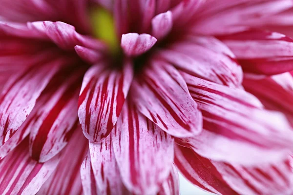 Flor rosa com gotas — Fotografia de Stock