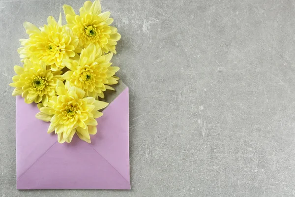 Yellow chrysanthemum in violet envelope — Stock Photo, Image