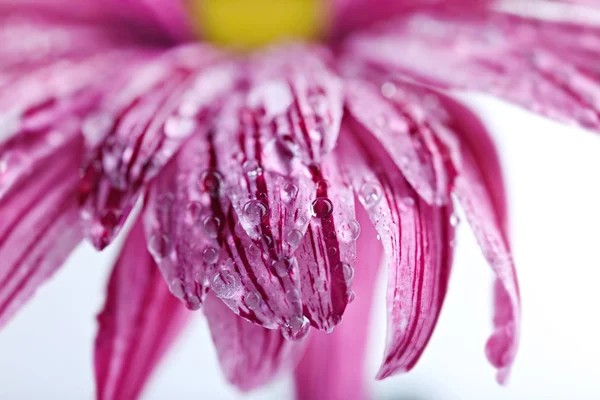 Fiore rosa con gocce — Foto Stock