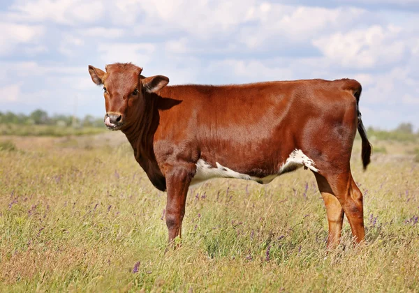 Cute Calf in meadow — Stock Photo, Image