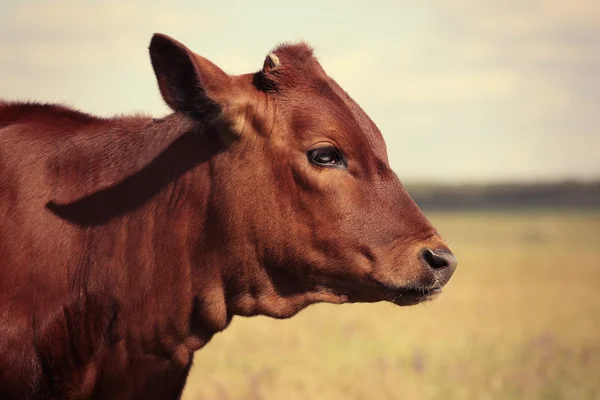 Veau mignon dans la prairie — Photo