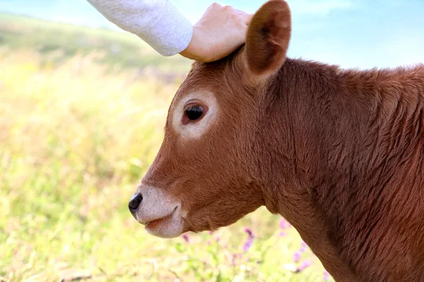 Young Calf in a meadow — Stock Photo, Image