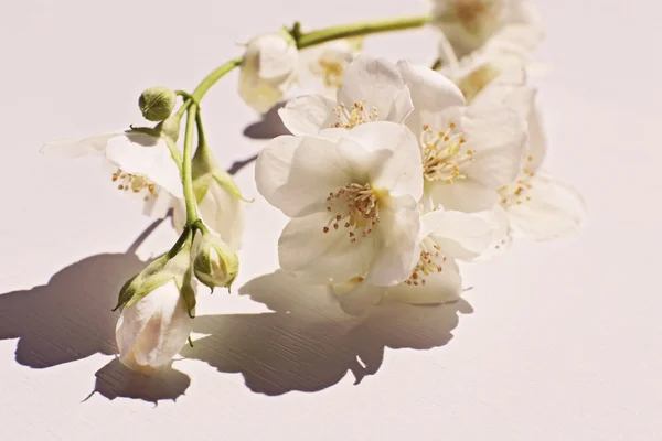 Flores frescas de jazmín —  Fotos de Stock